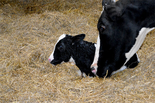calf article mom and baby calf