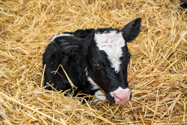 Calf Article baby calf