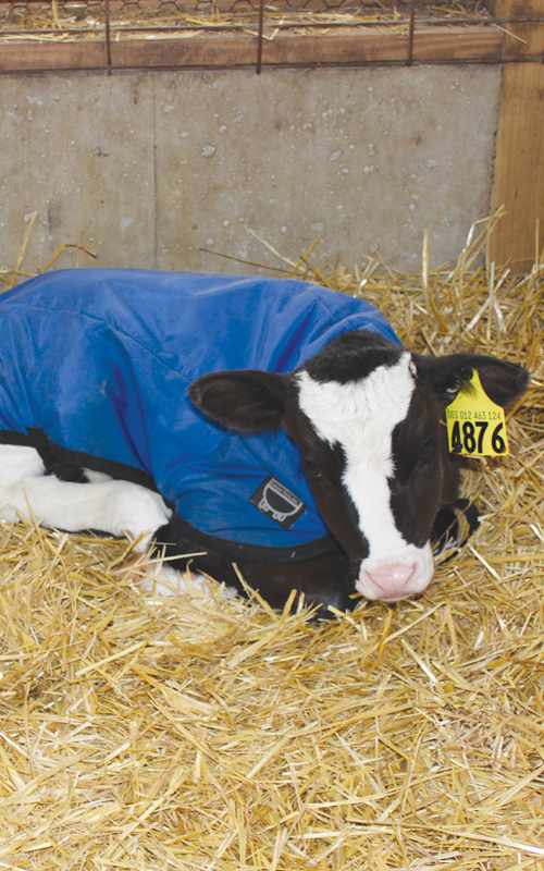 Calf Article 01 calf in warming jacket
