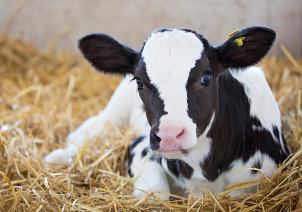 Calf Article - calf management