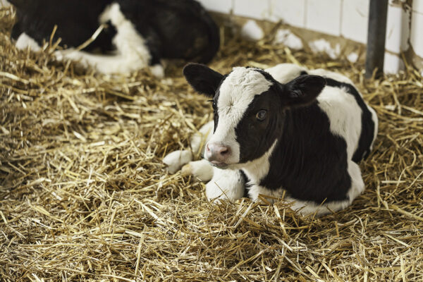Calf Article calf in hay