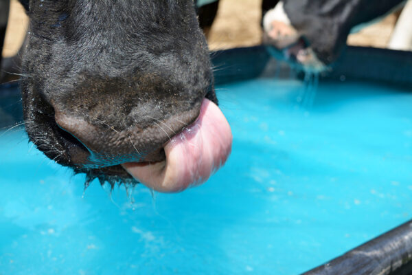 dairy article water quality cow drinking