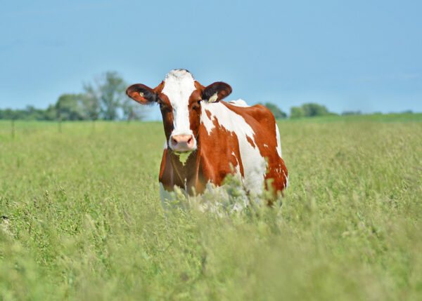Dairy article fresh cow calcium