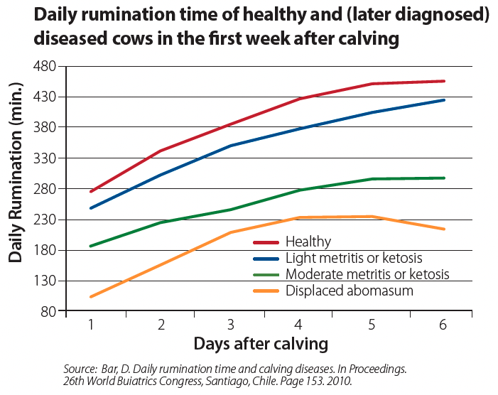 Daily Rumination Time of Healthy and Diseased Cows in the First Week of Calving graph