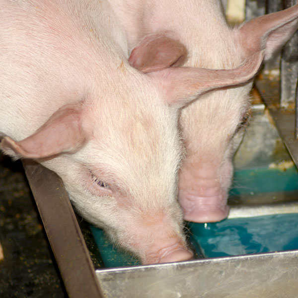 Swine Blue2 pig drinking