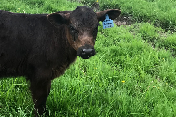 Calf Restart One-4 for beef calves