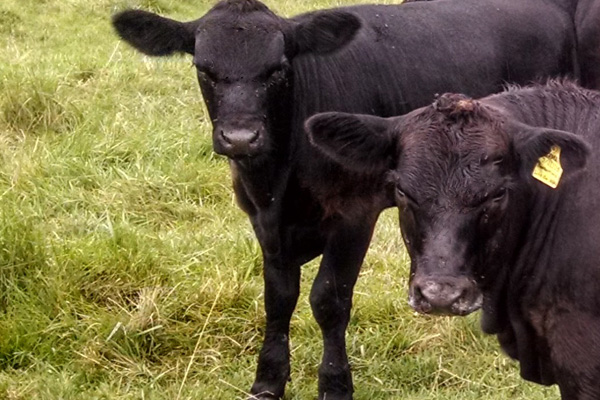 Replenish M for beef calves