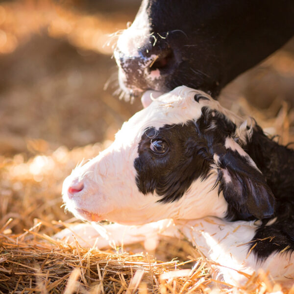 Photo of a newborn calf